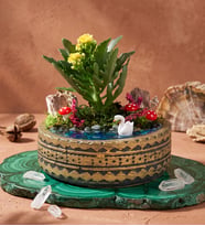 Ring Saksıda Sarı Kalanchoe Teraryum