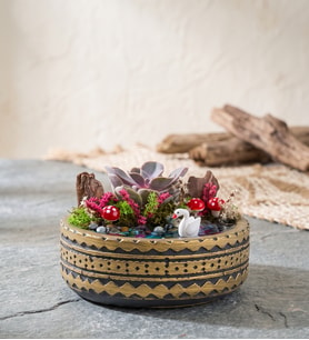 Ring Saksıda Echeveria Perle Von Nurnberg Teraryum