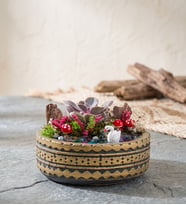 Ring Saksıda Echeveria Perle Von Nurnberg Teraryum