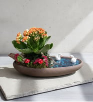 Dekor Saksıda Turuncu Kalanchoe Teraryum