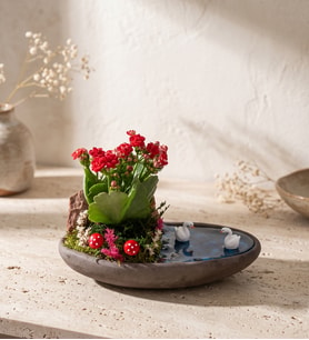 Dekor Saksıda Kırmızı Kalanchoe Teraryum