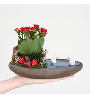 Dekor Saksıda Kırmızı Kalanchoe Teraryum