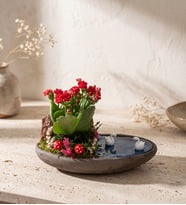 Dekor Saksıda Kırmızı Kalanchoe Teraryum