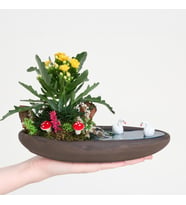 Dekor Saksıda Sarı Kalanchoe Teraryum
