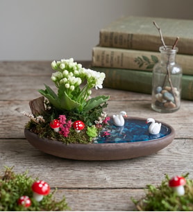 Dekor Saksıda Beyaz Kalanchoe Teraryum
