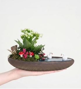 Dekor Saksıda Beyaz Kalanchoe Teraryum