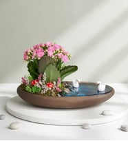 Dekor Saksıda Pembe Kalanchoe Teraryum