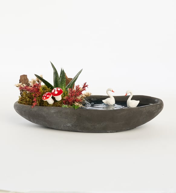 Dekor Saksıda Haworthia Bitkisi Teraryum