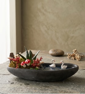 Dekor Saksıda Haworthia Bitkisi Teraryum