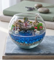 Cam Fanusta Echeveria Perle Von Nurnberg Teraryum