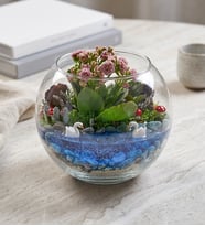 Cam Fanusta Pembe Kalanchoe Tasarım Teraryum