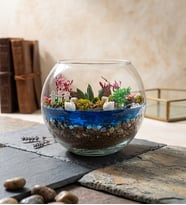 Cam Fanusta Haworthia Bitkili Tasarım Teraryum