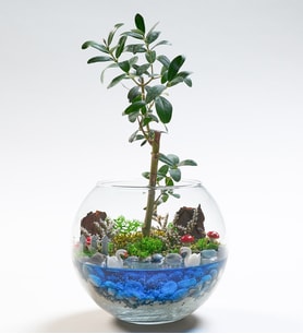 Cam Fanusta Zeytin Ağacı Bonsai Tasarım Teraryum
