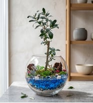Cam Fanusta Zeytin Ağacı Bonsai Tasarım Teraryum