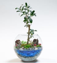 Cam Fanusta Zeytin Ağacı Bonsai Tasarım Teraryum