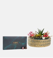 Ring Saksıda Haworthia ve Yeşil Gurme Lezzetler