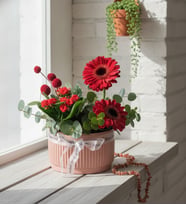Kiremit Saksıda Kırmızı Gerberalar ve Kalanchoe 