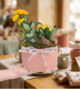 Kiremit Saksıda Sarı Kalanchoe ve Echeveria