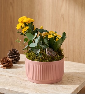 Kiremit Saksıda Sarı Kalanchoe ve Echeveria