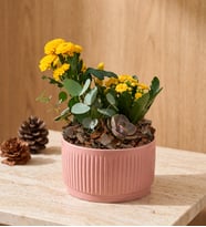 Kiremit Saksıda Sarı Kalanchoe ve Echeveria 
