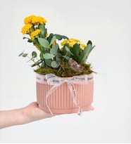Kiremit Saksıda Sarı Kalanchoe ve Echeveria 