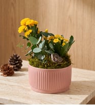 Kiremit Saksıda Sarı Kalanchoe ve Echeveria 