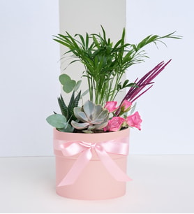 Pembe Beton Saksıda Chamaedorea Elegans ve Güller