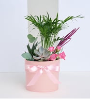 Pembe Beton Saksıda Chamaedorea Elegans ve Güller