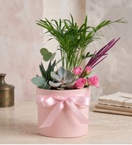 Pembe Polimer Saksıda Chamaedorea Elegans ve Güller