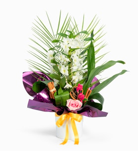 Beyaz Saksıda Mor Buketli Dendrobium