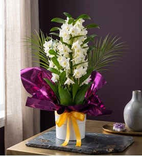 Beyaz Saksıda Mor Buketli Dendrobium