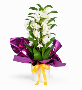 Beyaz Saksıda Mor Buketli Dendrobium