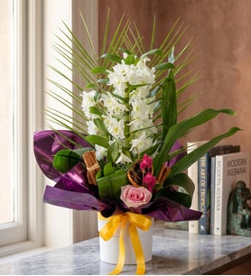 Beyaz Saksıda Mor Buketli Dendrobium