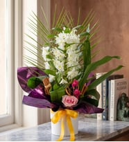 Beyaz Saksıda Mor Buketli Dendrobium