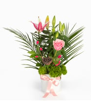 Beyaz Polimer Saksıda Pembe Lilyum ve Gül