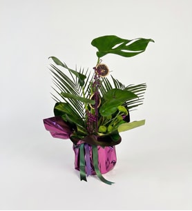 Mor-Yeşil Buket Kağıdında Monstera