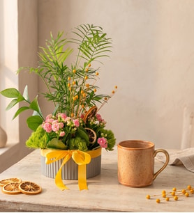 Gri Polimer Saksıda Chamadora ve Kalanchoe