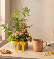 Gri Polimer Saksıda Chamadora ve Kalanchoe