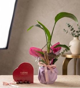 Lila Pembe Buket Kağıdında Starliçe ve Gurme Lezzetler