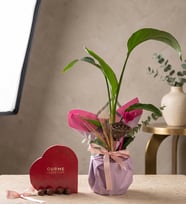 Lila Pembe Buket Kağıdında Starliçe ve Gurme Lezzetler
