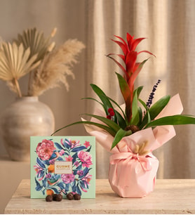 Pembe Buket Kağıdında Guzmania ve Gurme Lezzetler