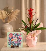 Pembe Buket Kağıdında Guzmania ve Gurme Lezzetler