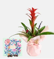 Pembe Buket Kağıdında Guzmania ve Gurme Lezzetler