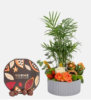 Gri Polimer Saksıda Chamadora ve Gurme Lezzetler