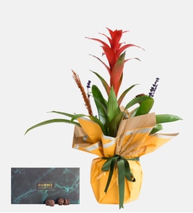 Sarı Bukette Guzmania ve Trüflü Yeşil Gurme Lezzetler