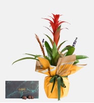 Sarı Bukette Guzmania ve Trüflü Yeşil Gurme Lezzetler