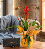 Sarı Bukette Guzmania ve Trüflü Yeşil Gurme Lezzetler