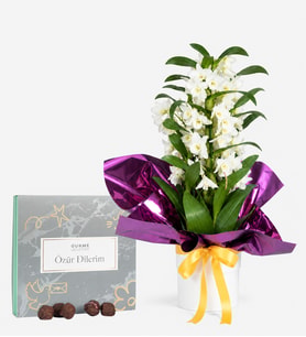 Polimer Saksıda Dendrobium ve Özür Dilerim Gurme Lezzetler