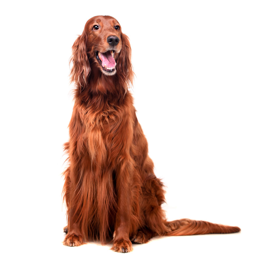 Setter Aktif Köpek için ProHunter Köpek Maması