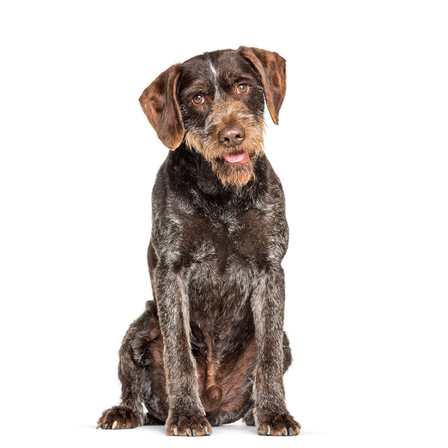 Drahthaar Aktif Köpek için ProHunter Köpek Maması